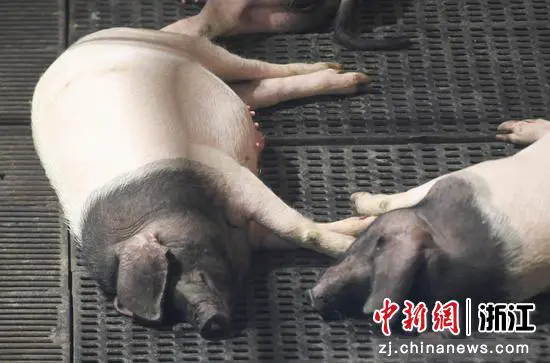 两头乌猪在猪舍内休息。 王刚供图