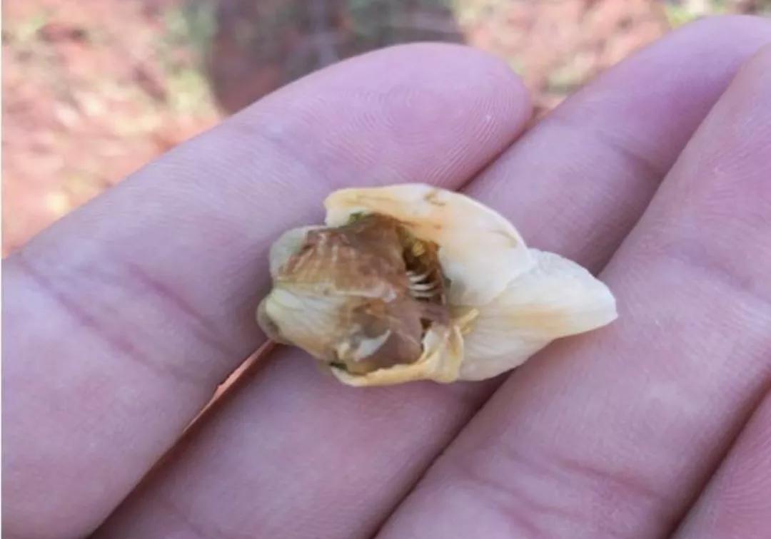 猕猴桃花腐病用什么药防治（目前猕猴桃花腐病防治措施）
