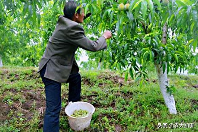 桃树蔬果摘掉的幼果怎样管理（烂桃子可以丢在桃园里吗）