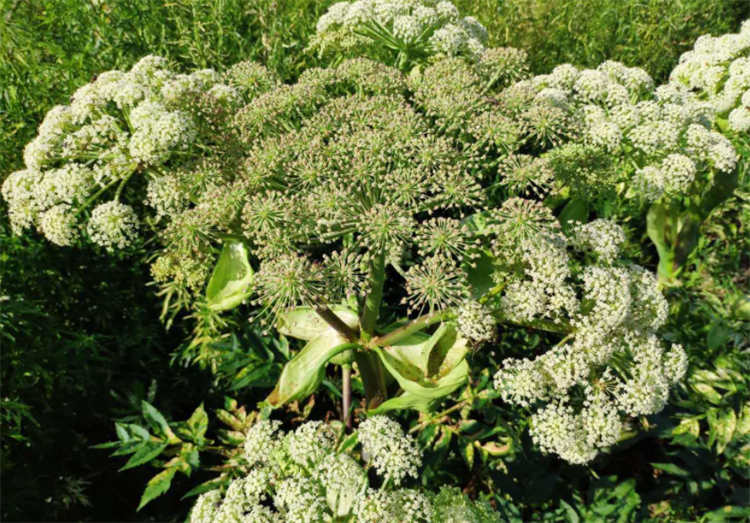 白芷种植方法及田间管理（中药白芷播种时间及栽培技术）