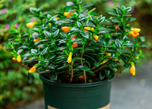 养殖金鱼吊兰别错过的开花技巧