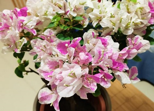 春季三角梅怎么养护