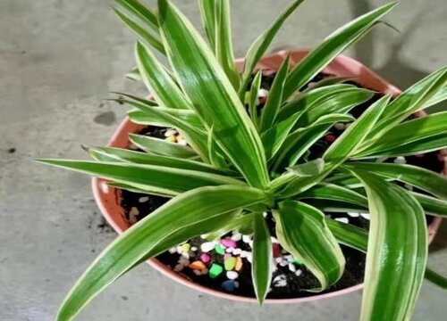 吊兰怎样剪枝移栽最容易成活 几月份剪枝栽培