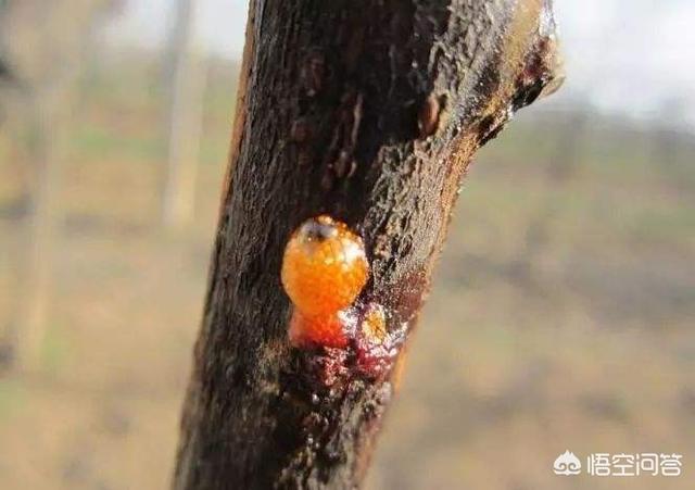 哪些树容易得溃疡病（果树溃疡病用什么药效果好）