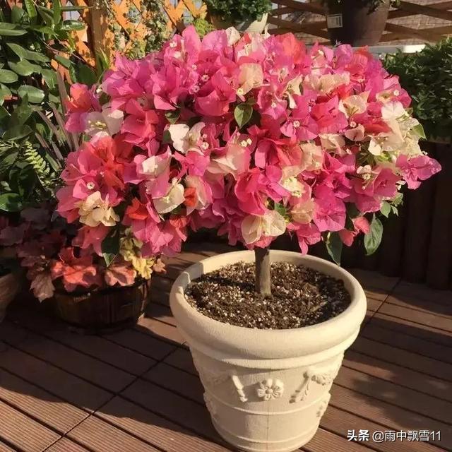 三角梅扦插后如何管理生根快（三角梅枝条生根快妙招）