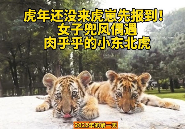 女子同一地点接连两天偶遇东北虎（吉林拍到东北虎那个人））