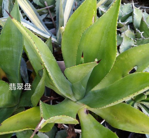 翡翠盘