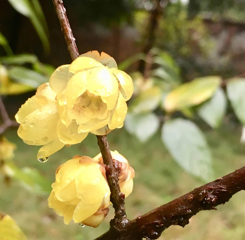 黄香梅p
