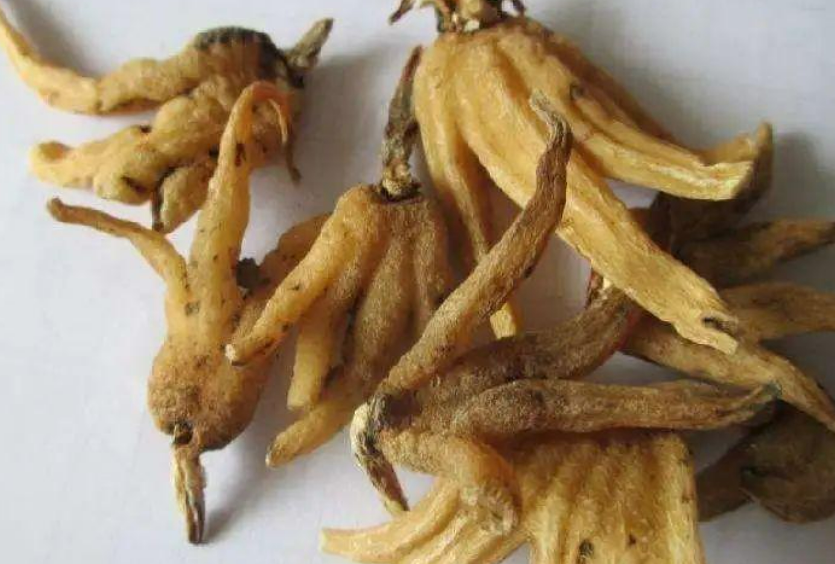手掌参的功效与作用及食用方法