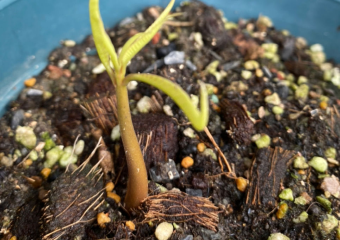 芒果盆栽种植方法