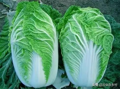 九月份种大白菜晚不晚（立秋后9月中旬种白菜晚吗）