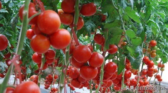 冬季大棚番茄如何浇水施肥（温室大棚番茄什么时候浇）