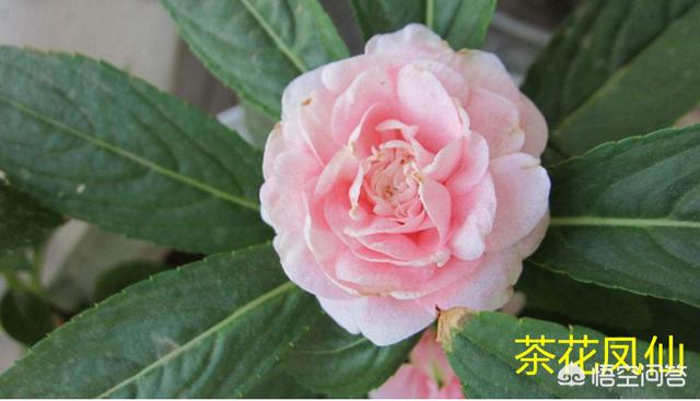 花凤仙和茶花是一种植物吗（哪个更适合扦插繁殖）
