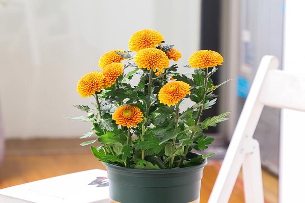 菊花养在家里好不好