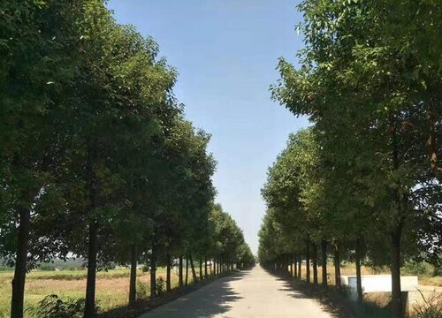 香樟树3