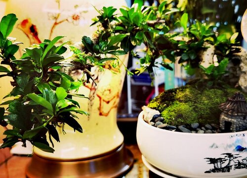 茶树品种有哪些