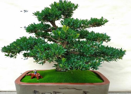 雀舌黄杨2