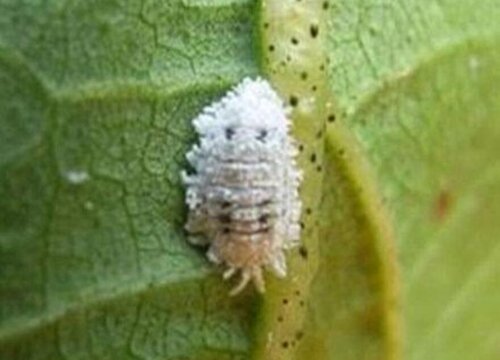种菜土里长很多虫子怎么办（家里菜园有虫子怎么处理）