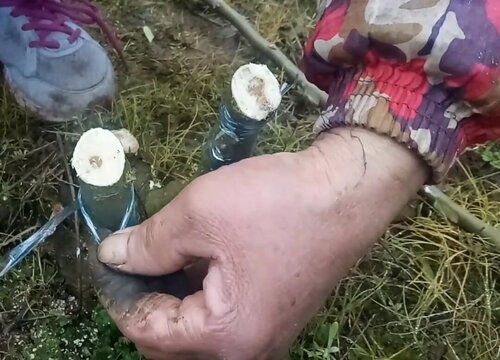 果树哪个季节嫁接最好（果树嫁接在几月份比较适宜）
