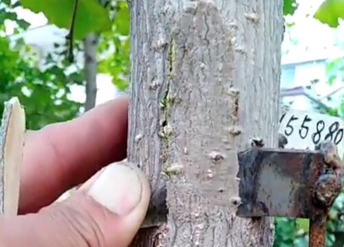 杏树嫁接梅花的步骤