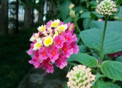 夏季如意花如何养殖花朵鲜艳