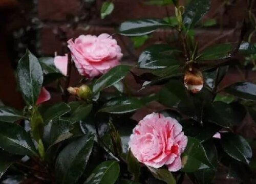 五色赤丹茶花好养活吗