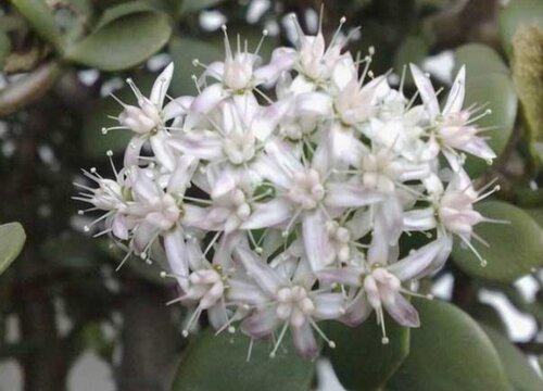 玉树花和燕子掌花的区别图