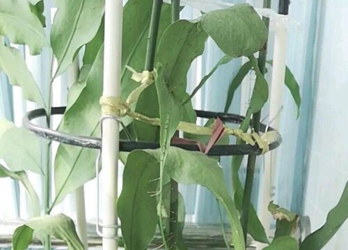 昙花叶子下垂2