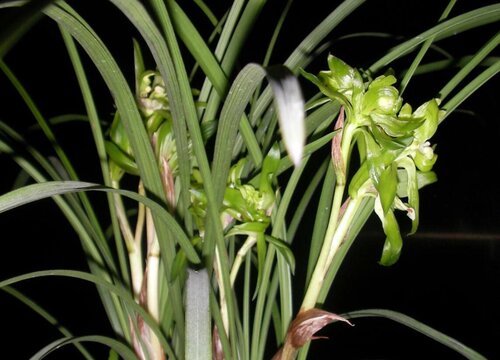 兰花要想开花多如何进行养护
