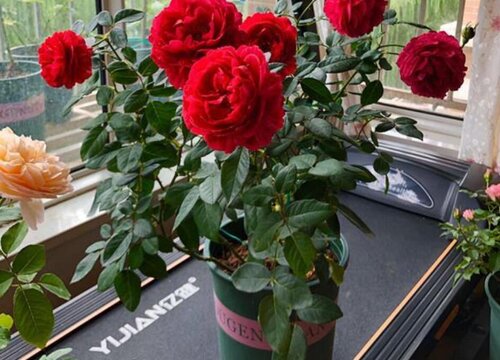 夏季芍药开花无光泽要如何拯救养护呢