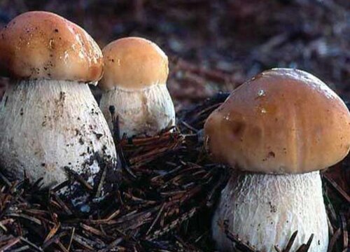牛肝菌