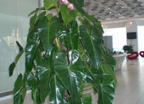 光开花不长叶的绿宝如何修剪