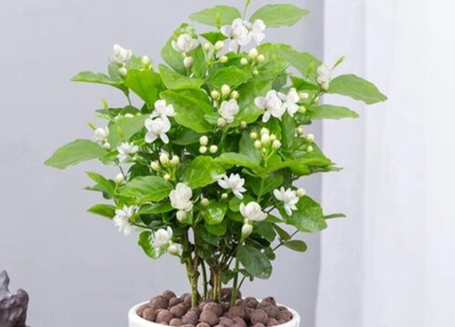 茉莉花春天如何做好修剪工作
