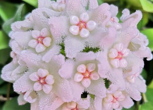 球兰哪个品种比较勤花 最好养易开花的球兰品种排名