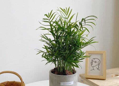 袖珍椰子如何施肥叶片肥厚翠绿