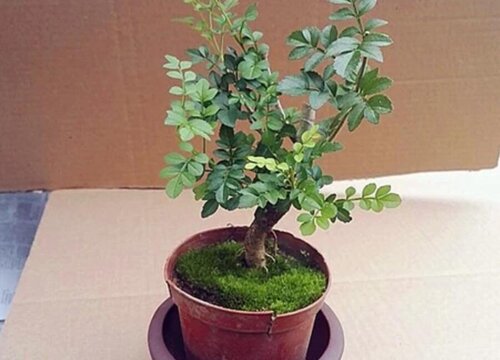 对节白蜡1