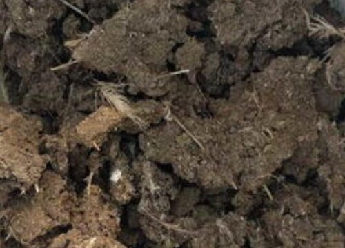 用什么养护兰花不烧根不烧苗