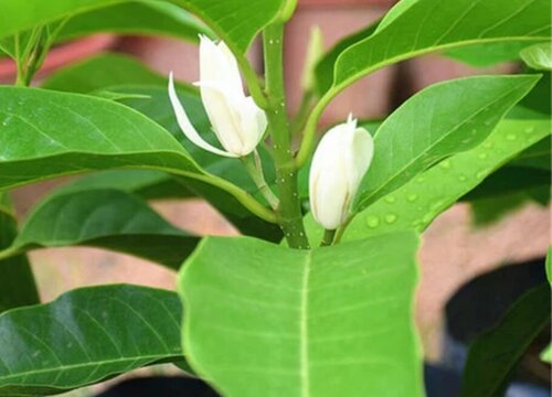 白兰花的养植方法  养护注意事项