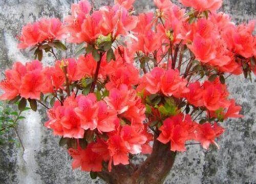 映山红盆栽叶尖干枯怎么办（映山红叶子边缘干枯咋回事）