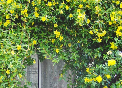北方耐寒十大爬藤植物排名 东北室外耐寒的爬藤类花卉
