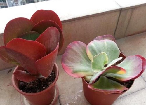 唐印老树桩如何养护避免腐烂