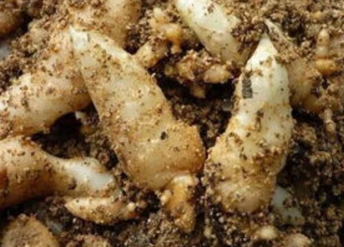 天麻的功效与作用及食用方法