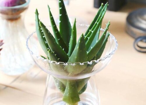 无根的芦荟能泡出根吗 多长时间可以生根