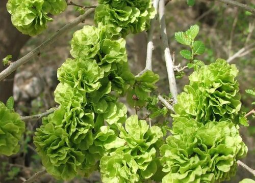 榆钱树果实怎么吃（有什么感觉） 榆钱树的果实