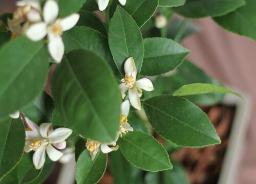 夏季盆栽柠檬花如何养殖