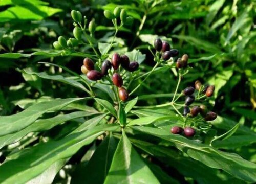 胡黄连和黄连的区别