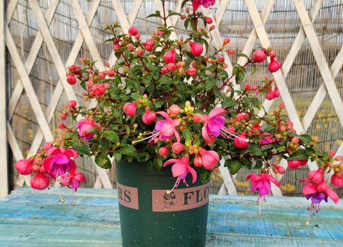 灯笼花一年四季养殖方法