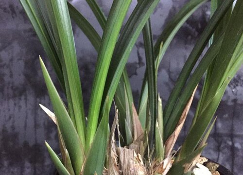 兰花烂根需要如何处理