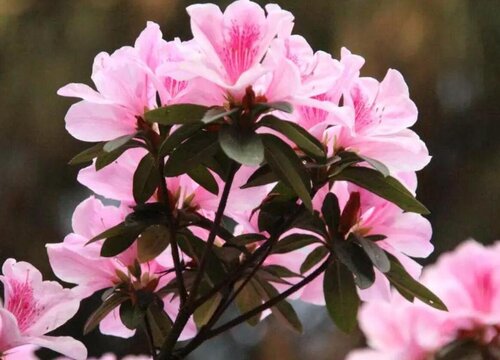 怎么养杜鹃花来年花开爆盆很轻松