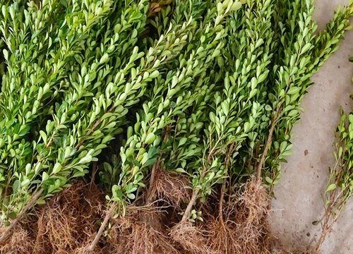 黄杨树苗怎么种植方法